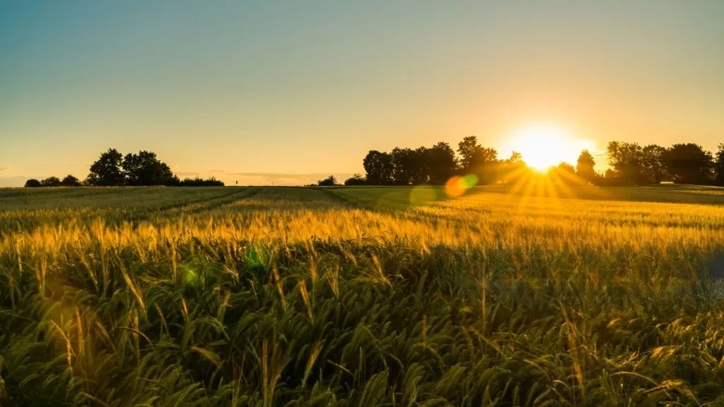 Enhancing Patent Draft Quality: Insights from Syngenta Participations vs Controller Of Patents And Designs